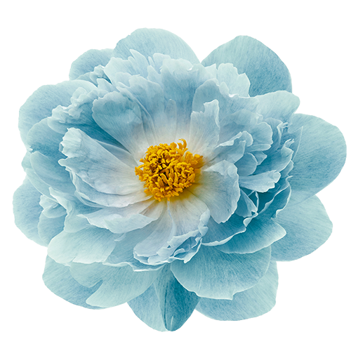turquoise peony flower isolated on a white background