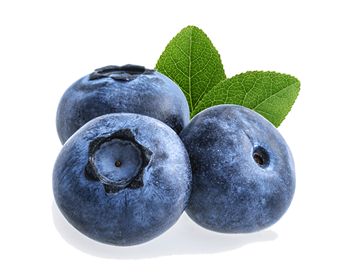 blueberry isolated on white background blueberry isolated on white background