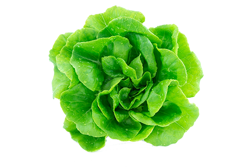 isolated lettuce isolated lettuce