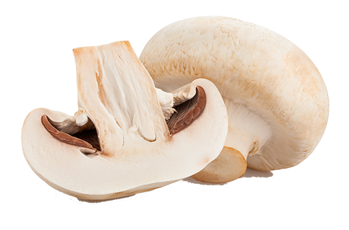 whole and sliced mushroom whole and sliced mushroom