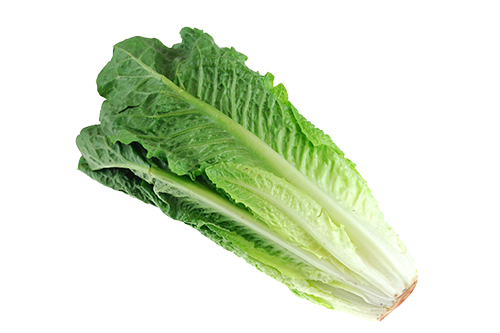 Head of romaine lettuce Head of romaine lettuce